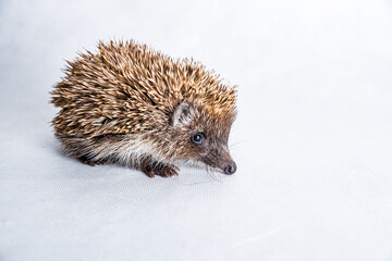 Small baby European hedgehog on light background