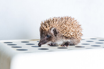 Hedgehog on dotted floor with light background