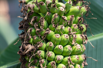 Close up of young banana fruits, Musa chiliocarpa
