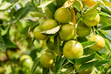 satsuma orange fruit that began to ripe, on the branch
