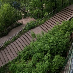 Fototapeta premium bridge in the forest