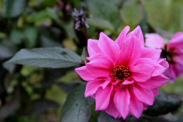 bright pink flower