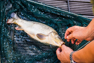 Catched carp in a net and taking up the hook of the mouth