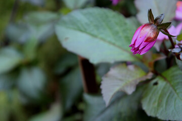 unblown pink flower bud