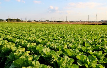 野菜　秋のキャベツ畑　風景　