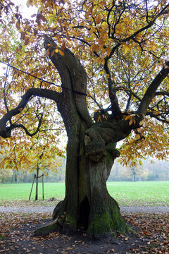 Castanea sativa