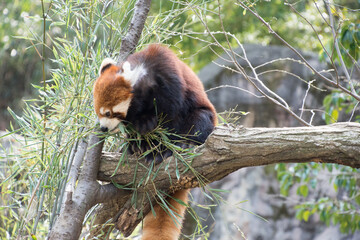 レッサーパンダ