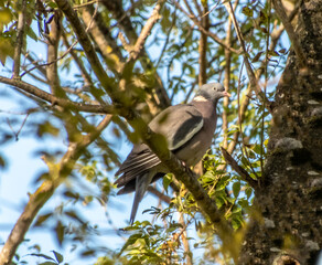pigeon ramier