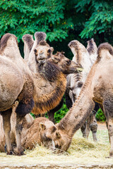 Group of Bactrian camels living in zoological garden