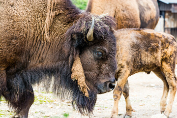 Fototapeta premium Bison in zoological garden in summer