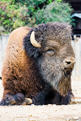 Bison in zoological garden in summer