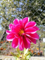 pink dahlia flower