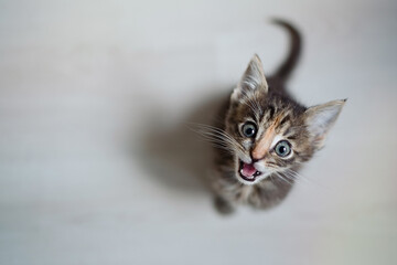 Hungry small kitten with looking and waiting for food  