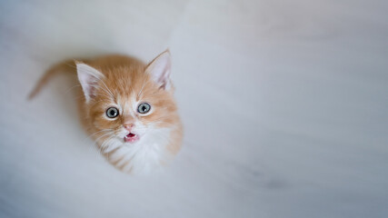 Hungry small kitten with looking and waiting for food  