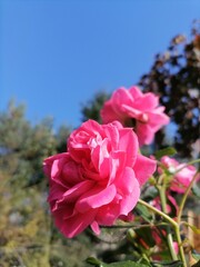 pink roses against sky