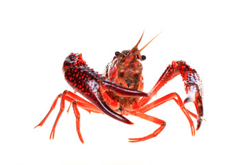 Crawfish