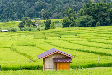 Panorama Aerial View of Pa Bong Piang terraced rice fields, Mae Chaem, Chiang Mai Thailand.
