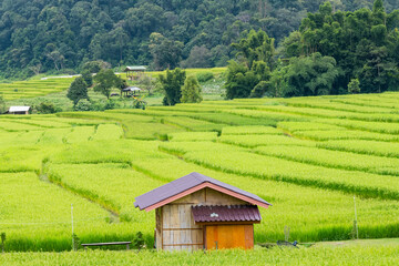 Panorama Aerial View of Pa Bong Piang terraced rice fields, Mae Chaem, Chiang Mai Thailand.