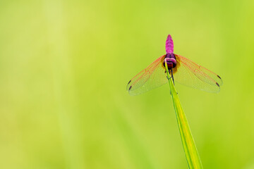 Dragonfly in natural at thailand.
