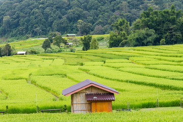 Panorama Aerial View of Pa Bong Piang terraced rice fields, Mae Chaem, Chiang Mai Thailand.