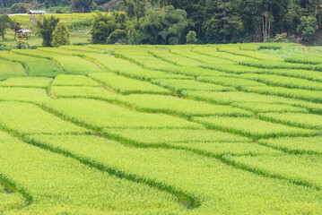 Panorama Aerial View of Pa Bong Piang terraced rice fields, Mae Chaem, Chiang Mai Thailand.
