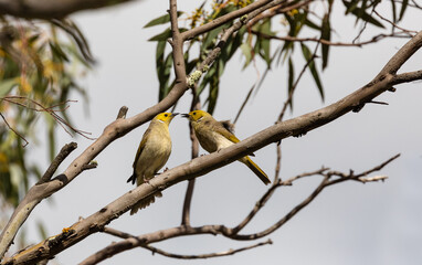 Two White-plumed honeyeaters on a branch
