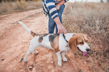 adult woman walks with a beagle dog across the field.  autumn sunny day.  close-up of a hunting dog...