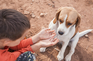 the boy sits next to the beagle dog and pulls his hands to it.  communication between a child and a...
