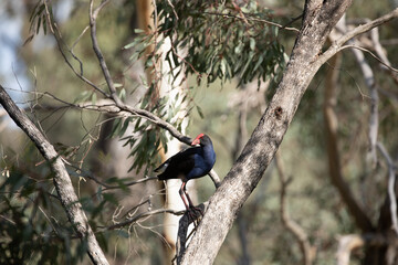 Bird on a tree - Swamphen
