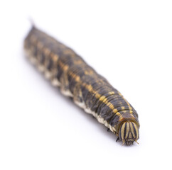 Caterpillar with a horn on the tail.