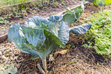 cabbage growing in a garden