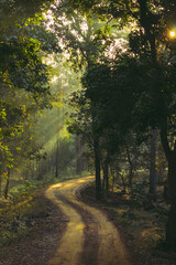 Obraz premium Road in the Woods with Sun peeking through the Leaves. 