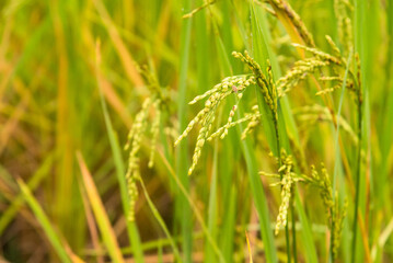 close up of paddy green rice field