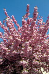 Fototapeta na wymiar Japanische Blütenkirsche (Prunus serrulata) Baum mit rosa Blüten, Frühling