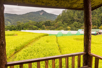 greenhouses in Green rice fields in the morning