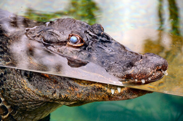 Krokodil