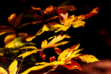 Detailed view of autumn foliage's 