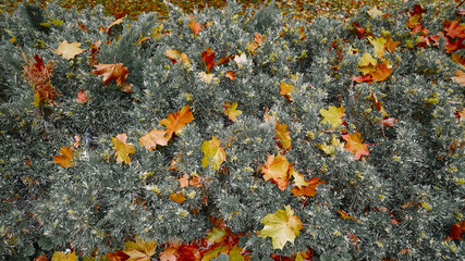 autumn maple leaves lie on the green thuja, texture, banner concept