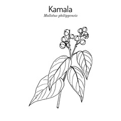 Kamala tree Mallotus philippensis , medicinal plant