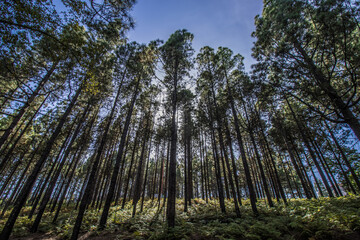 big pine forest