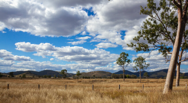 Western Queensland, Australia. Tree Trunk with hills in background.
