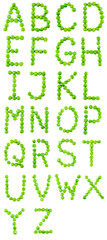 Full alphabet of letters made of green peas. Isolated on white background.