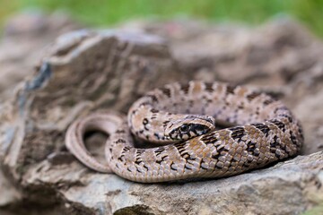 A juvenile African Night Adder basking on a rock