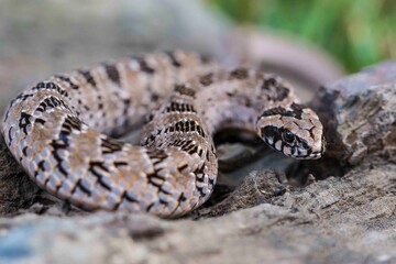 A juvenile African Night Adder basking on a rock