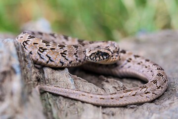 A juvenile African Night Adder basking on a rock