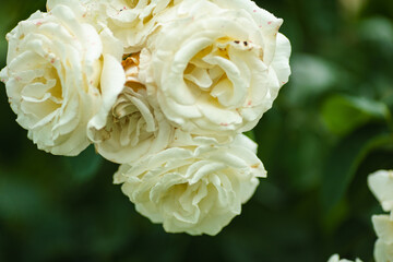 Picture of bright whire rose flowers in a large garden with drops of water on petals after heavy rain, blur background
