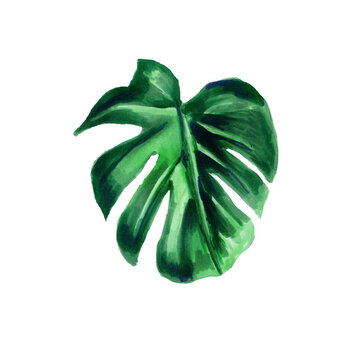 Tropical leaf. Botanical watercolor illustration. the monstera leaf is isolated on a white background. Book illustrations, textiles, packaging, curtains, postcards, Wallpaper