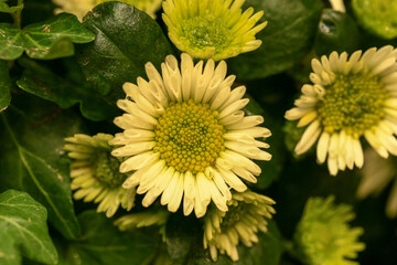 Chrysanthemum yellow. On a blurred background. Close-up. Top view.