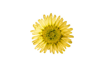 Chrysanthemum yellow. Isolated on a white background. Close-up. Top view.