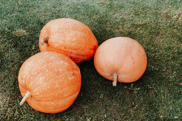 Three big pumpkins on the green grass. Concept of the autumn harvest